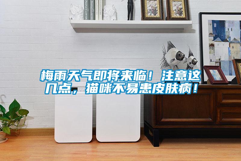 梅雨天氣即將來臨！注意這幾點(diǎn)，貓咪不易患皮膚?。?/></p>
						    <p style=