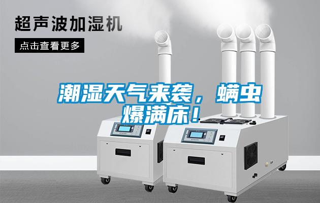 潮濕天氣來襲，螨蟲爆滿床！