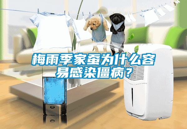 梅雨季家蠶為什么容易感染僵??？