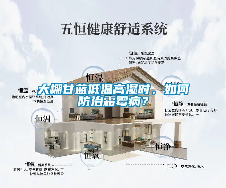 大棚甘藍低溫高濕時，如何防治霜霉病？